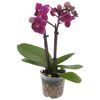 Blühende Mini-Orchidee in einem Topf
