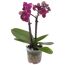 Blühende Mini-Orchidee in einem Topf
