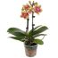 Gelb-rote Mini-Orchidee im Topf