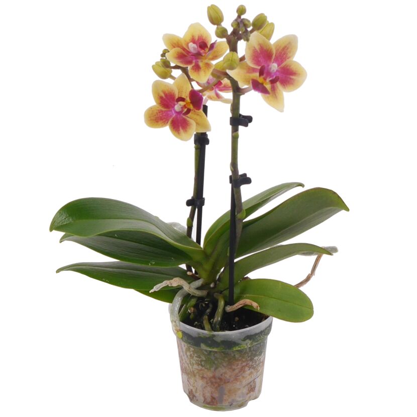 Gelb-rote Mini-Orchidee im Topf