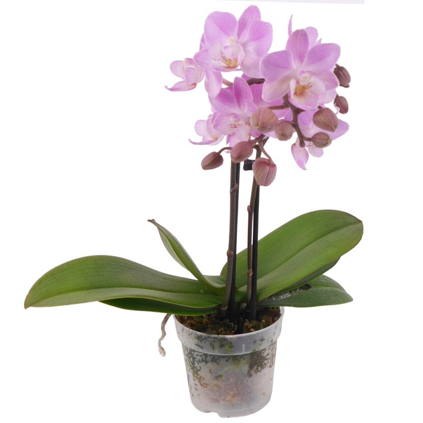 Lila Mini-Orchidee im durchsichtigen Topf