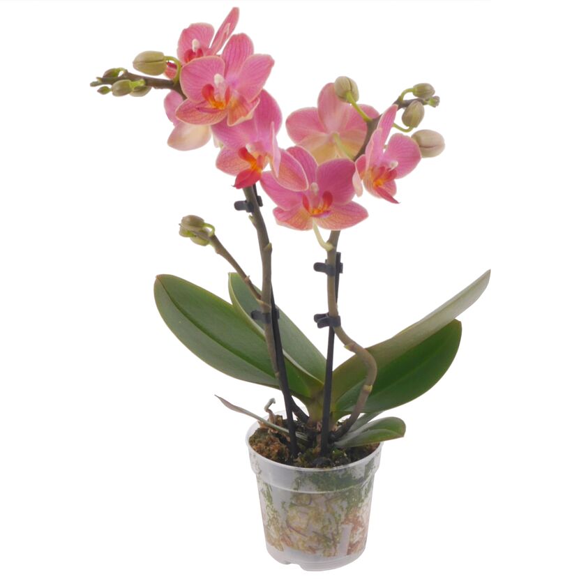Rosa Schmetterlingsorchidee im Topf