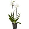 Weiße Orchidee in einem durchsichtigen Topf