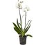 Weiße Orchidee in einem durchsichtigen Topf