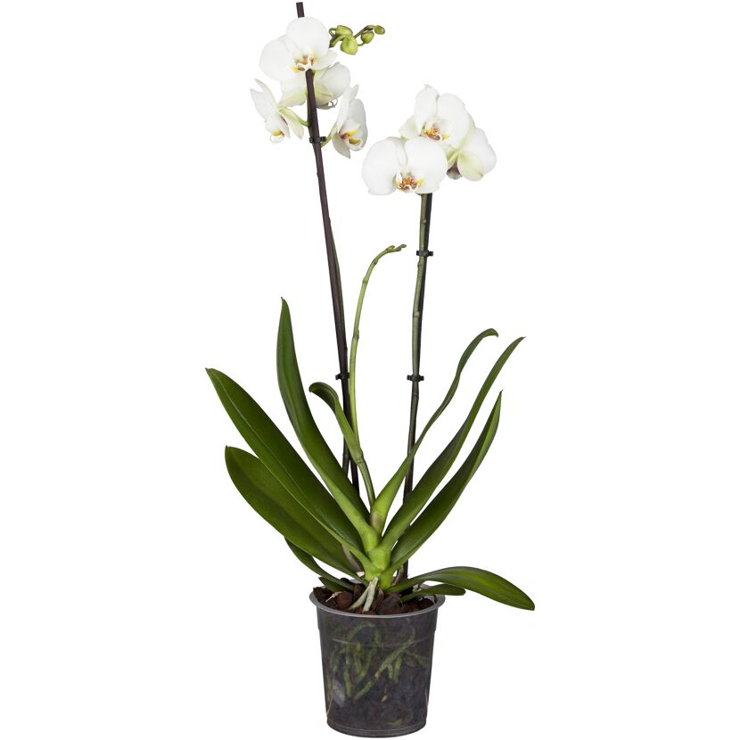 Weiße Orchidee in einem durchsichtigen Topf