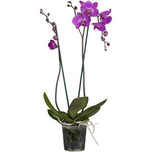 Schmetterlingsorchidee Multiflora 2 Rispen rosa/lila 12 cm Topf