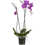 Verkleinertes Bild von Schmetterlingsorchidee Multiflora 2 Rispen rosa/lila 12 cm Topf
