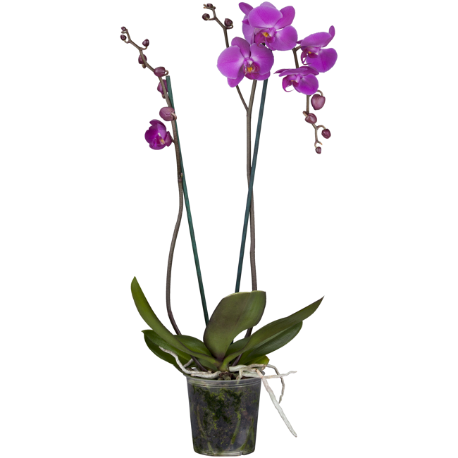 Bild von Schmetterlingsorchidee Multiflora 2 Rispen rosa/lila 12 cm Topf