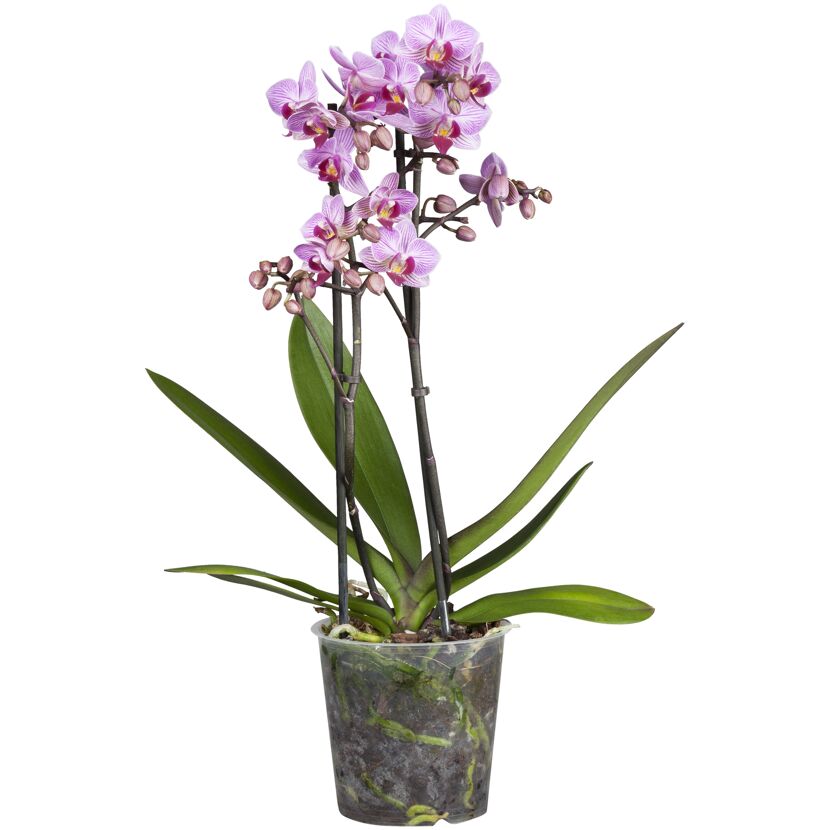 Rosa-violette Orchidee im durchsichtigen Topf