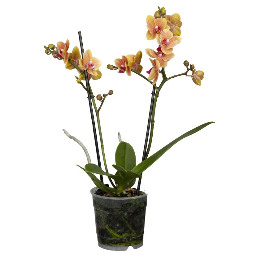 Blühende orange-rote Orchidee im Topf
