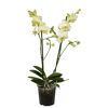 Gelbe Orchidee in einem Topf