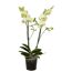 Gelbe Orchidee in einem Topf