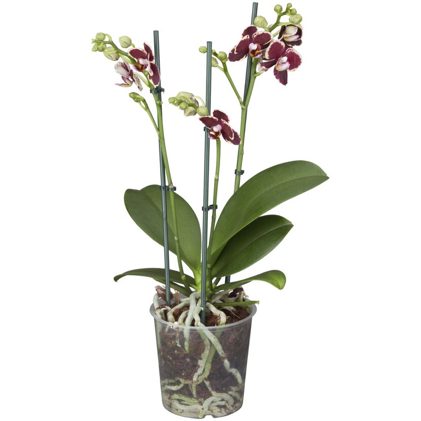Schmetterlingsorchidee Multiflora 2 Rispen Sonderfarben 12 cm Topf