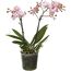 Schmetterlingsorchidee Multiflora 2 Rispen Sonderfarben 12 cm Topf