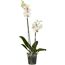 Schmetterlingsorchidee Multiflora 2 Rispen Sonderfarben 12 cm Topf
