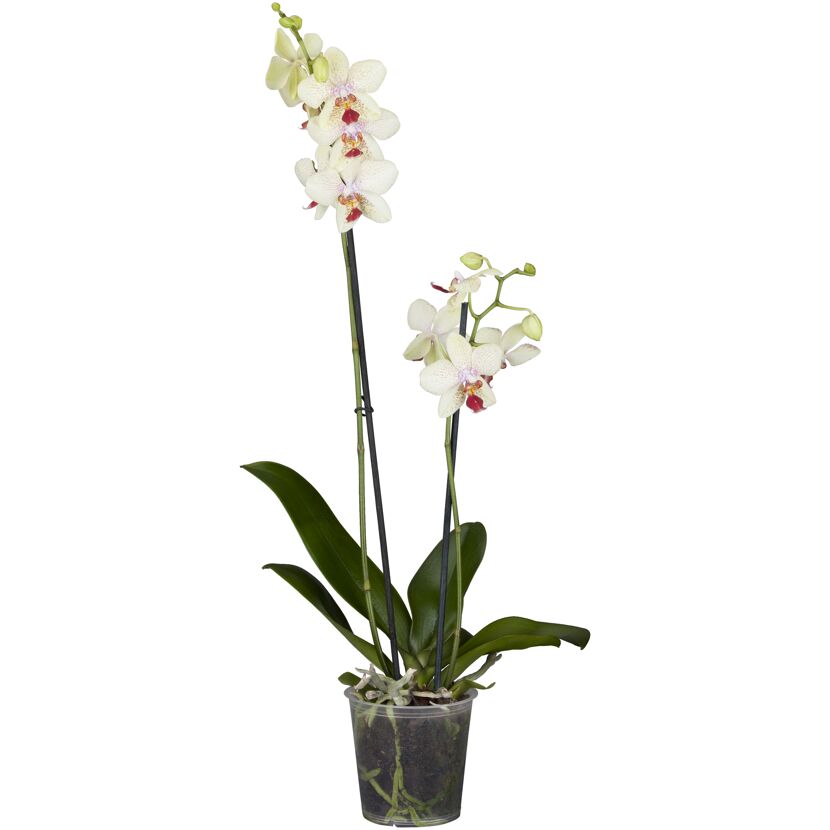 Schmetterlingsorchidee Multiflora 2 Rispen Sonderfarben 12 cm Topf