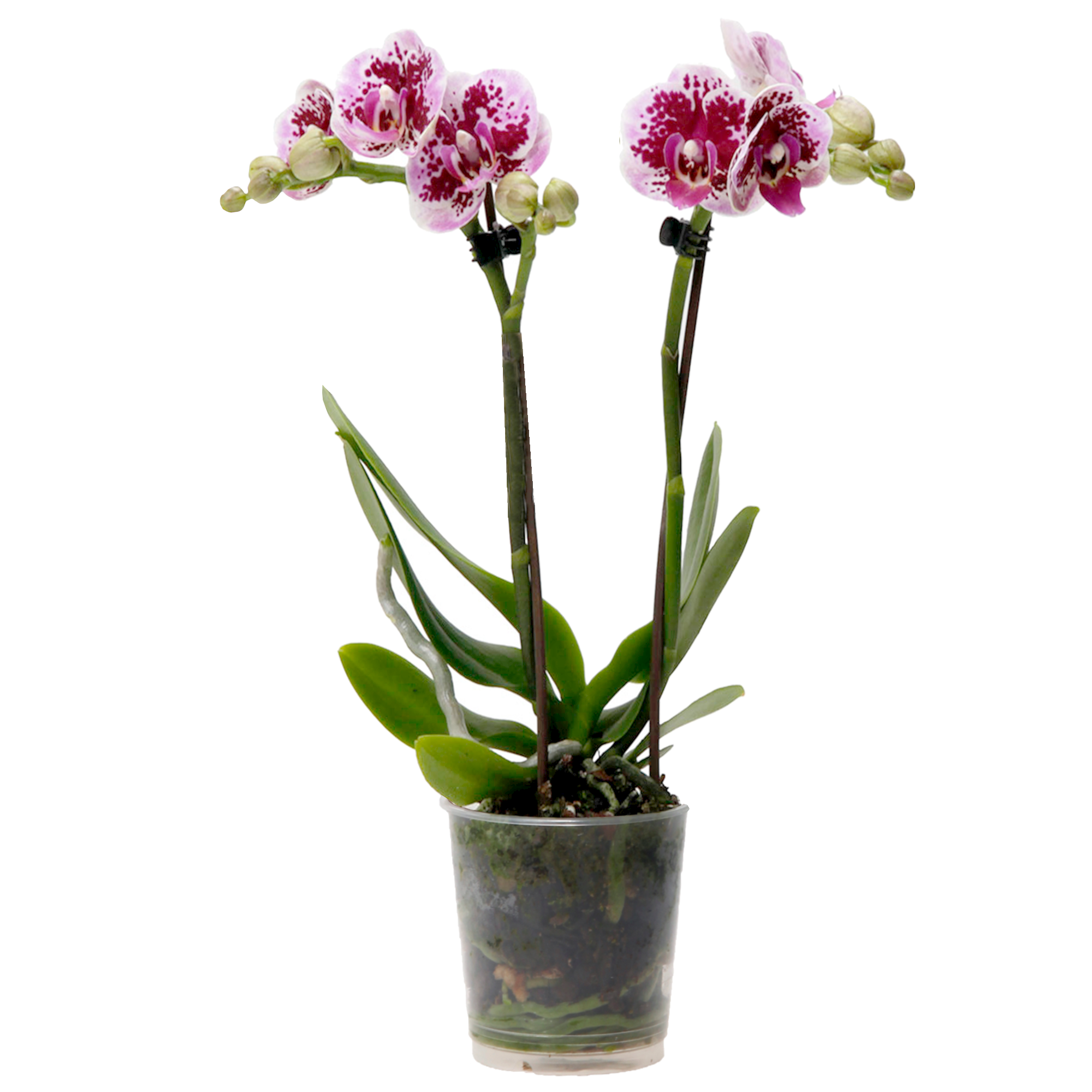 Schmetterlingsorchidee 2 Rispen violett 9 cm Topf + product picture