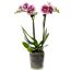 Blühende Orchidee Phalaenopsis mit gefleckten Blüten