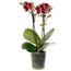 Phalaenopsis mit rot-weißen Blüten