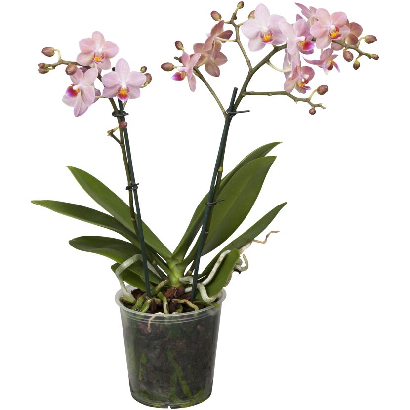 Schmetterlingsorchidee 2 Rispen verschiedene Sorten, 9 cm Topf