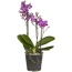 Schmetterlingsorchidee 2 Rispen verschiedene Sorten, 9 cm Topf