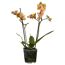 Orangefarbene Orchidee in transparentem Topf