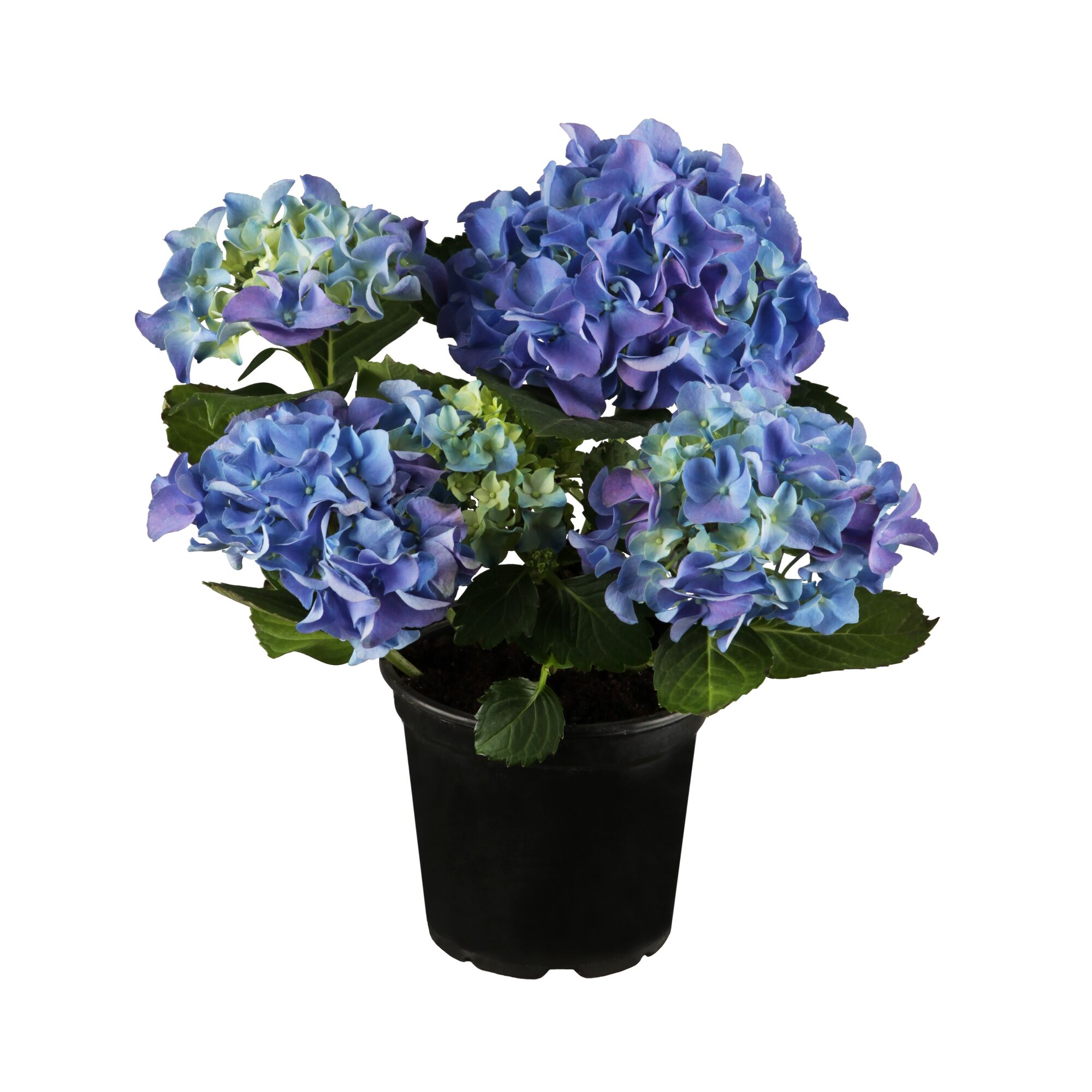 Blaue Hortensien in einem schwarzen Topf