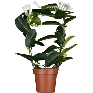 Kranzschlinge, 12 cm Topf