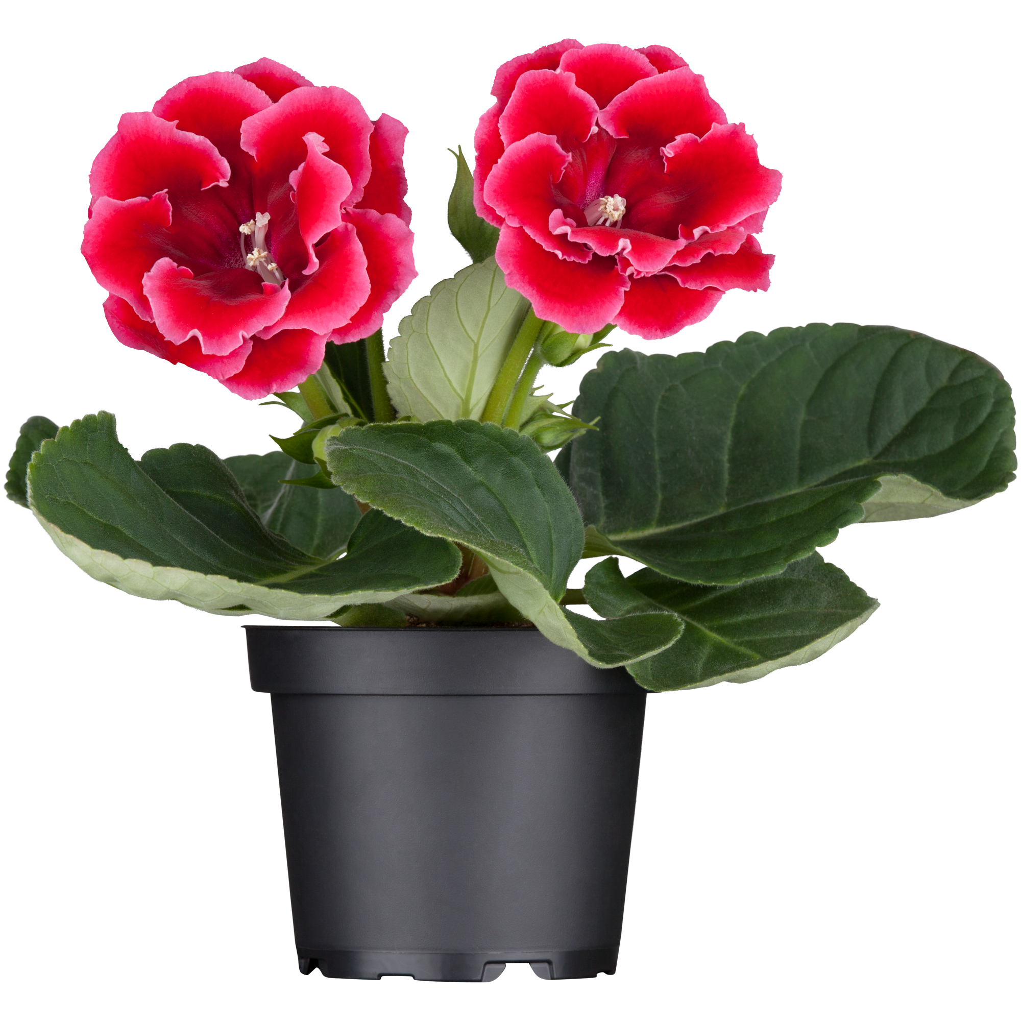 Gloxinie gefüllt rot 12 cm Topf + product picture