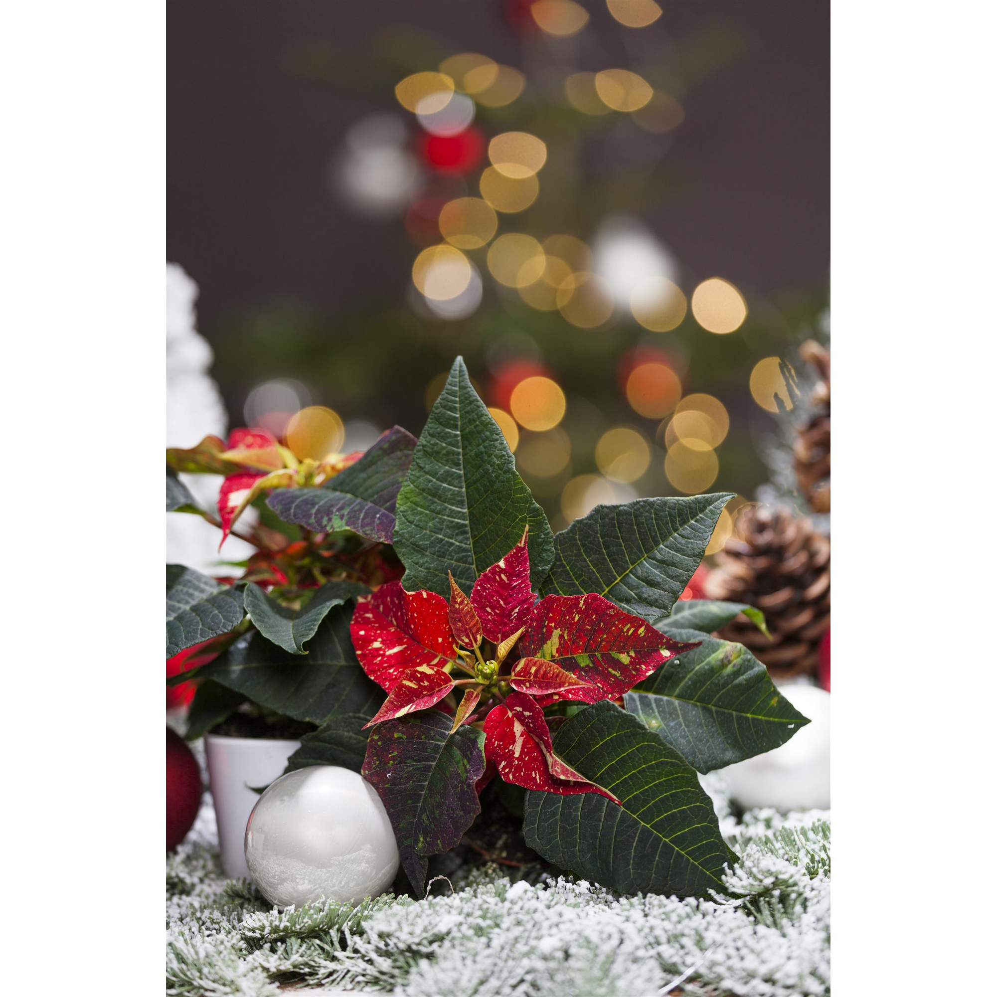 Fairtrade Weihnachtsstern rot mit weißen Sprenkeln 13 cm Topf + product picture