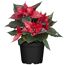 Fairtrade Weihnachtsstern rot mit silber Glitter 13 cm Topf