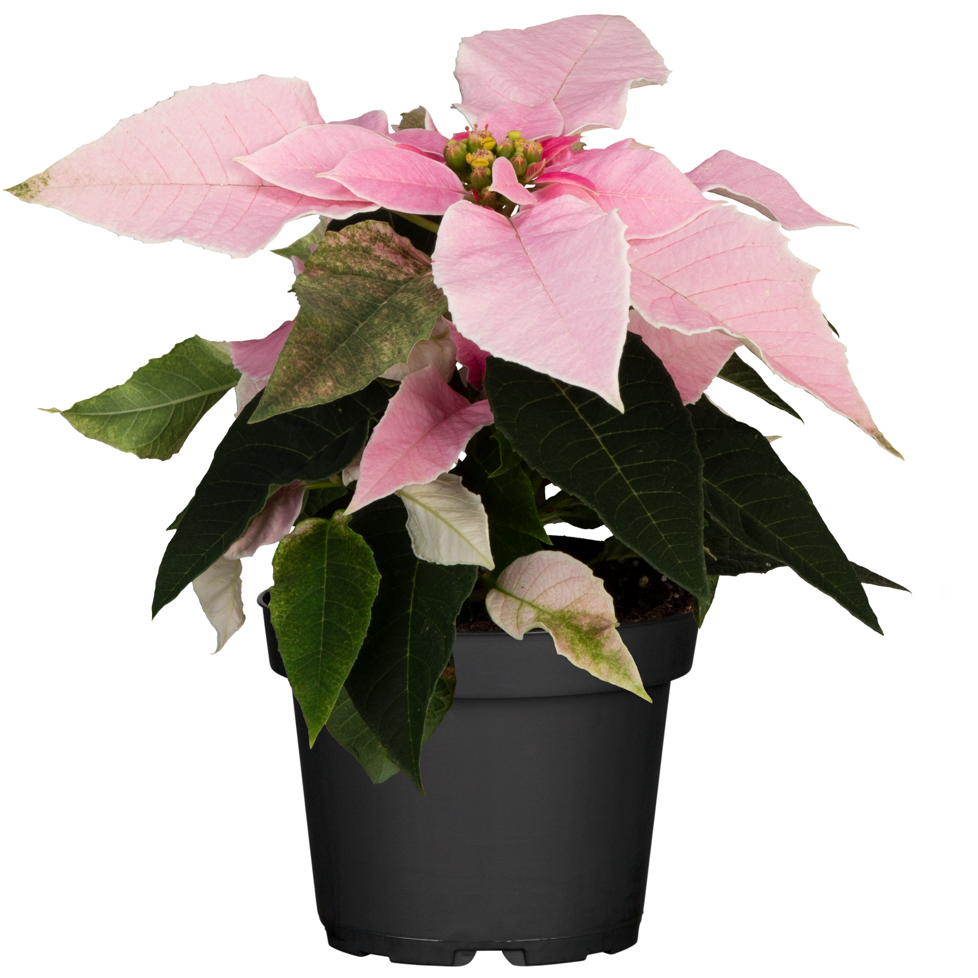 Fairtrade Weihnachtsstern rosa 10,5 cm Topf + product picture