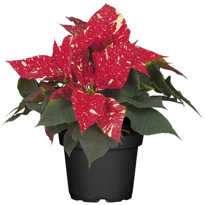 Toom Fairtrade Weihnachtsstern Rot Mit Weissen Sprenkeln 10 5 Cm Topf
