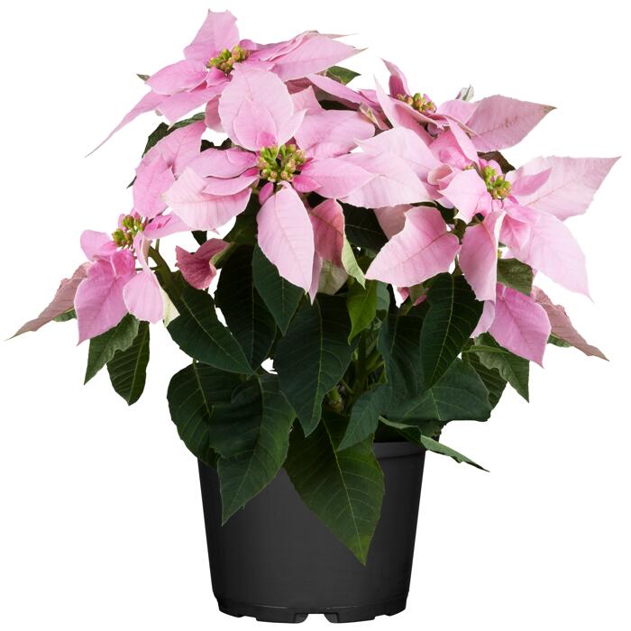 Fairtrade Weihnachtsstern rosa 13 cm Topf