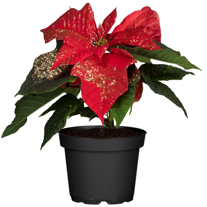 toom Fairtrade Weihnachtsstern rot mit Glitter 10,5 cm Topf