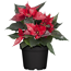 Fairtrade Weihnachtsstern rot mit silber Glitter 10,5 cm Topf