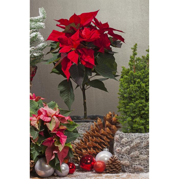 Fairtrade Weihnachtsstern Stämmchen rot 15 cm Topf