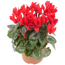 Alpenveilchen rot 10,5 cm Topf