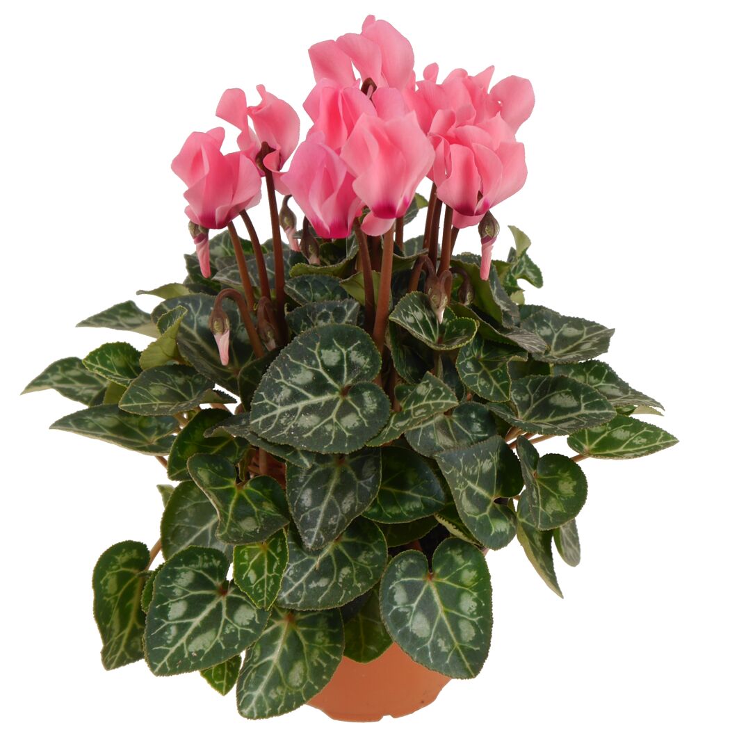 Alpenveilchen rosa 10,5 cm Topf