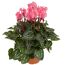 Alpenveilchen rosa 10,5 cm Topf