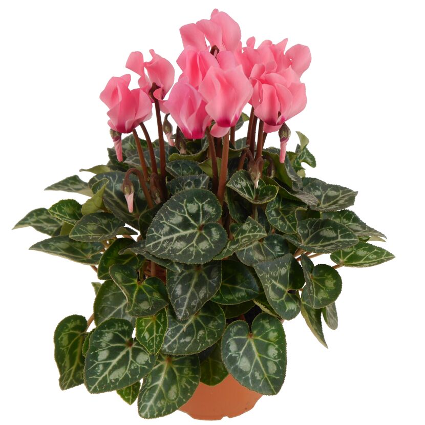 Alpenveilchen rosa 10,5 cm Topf