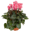 Alpenveilchen rosa 10,5 cm Topf