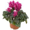 Alpenveilchen violett 10,5 cm Topf
