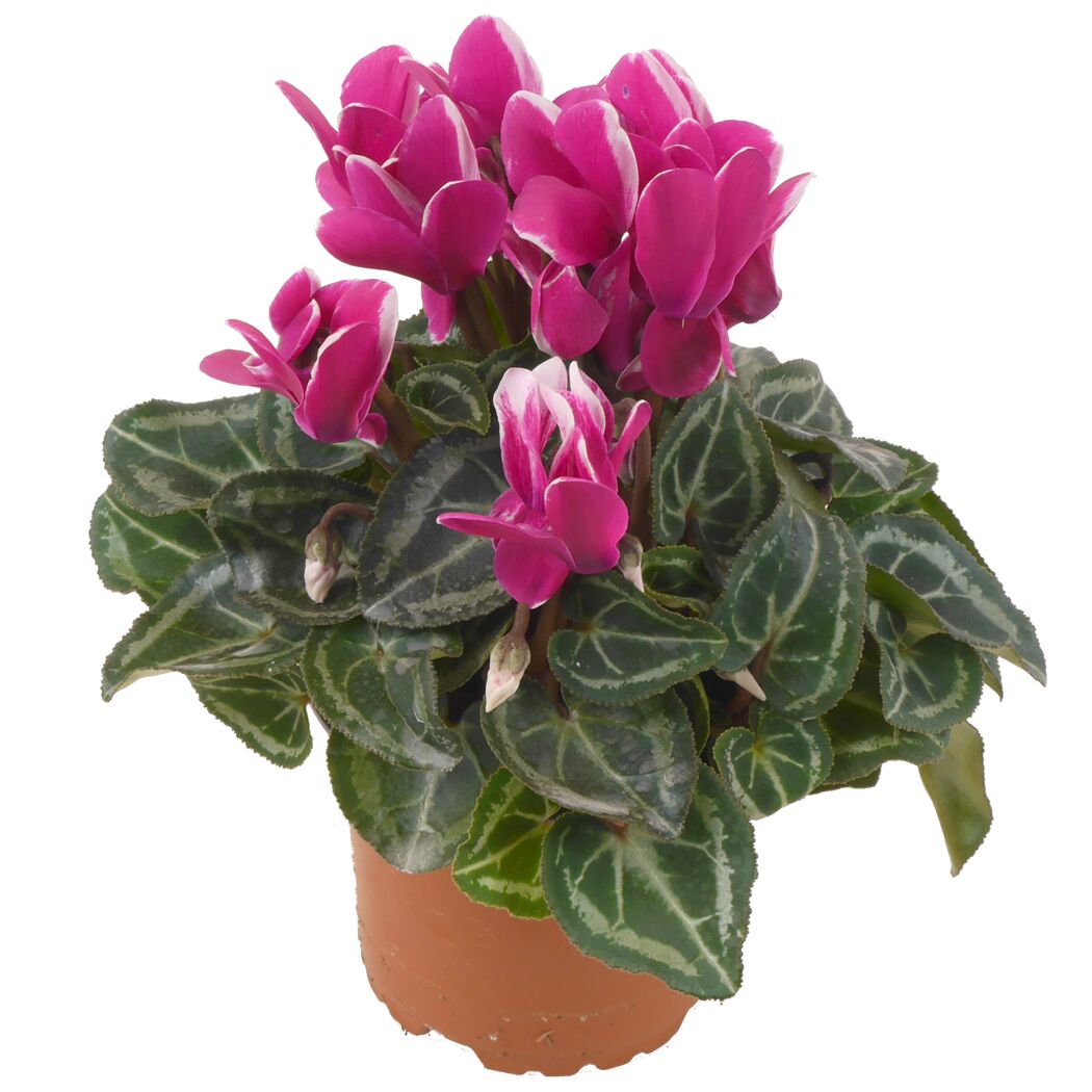 Alpenveilchen violett 10,5 cm Topf