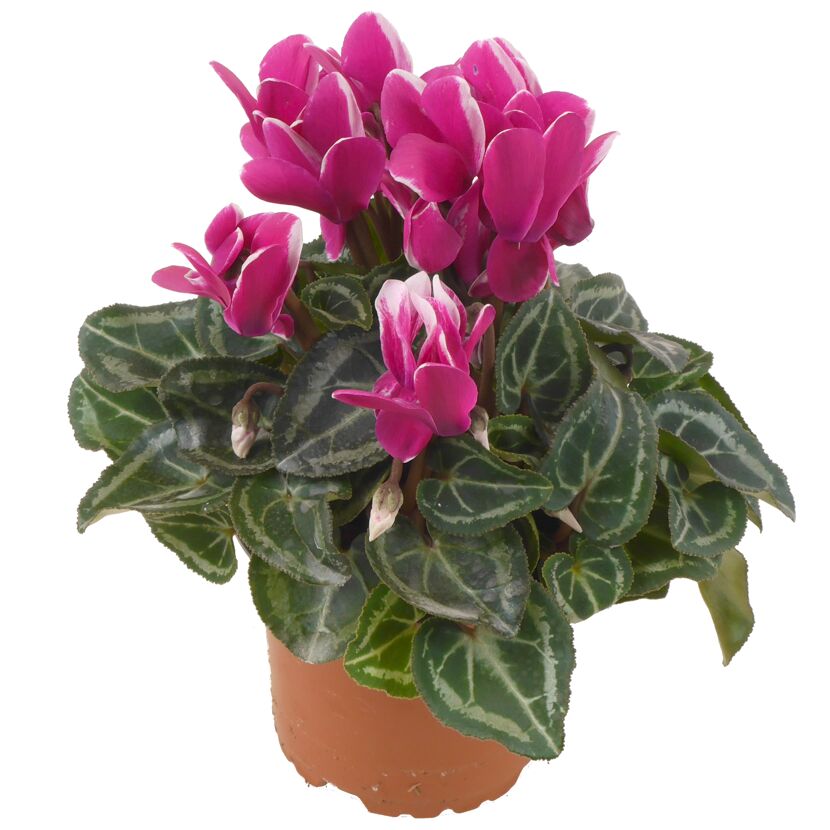 Alpenveilchen violett 10,5 cm Topf