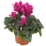 Alpenveilchen violett 10,5 cm Topf