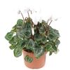 Alpenveilchen weiß 10,5 cm Topf