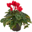 Alpenveilchen rot 13 cm Topf