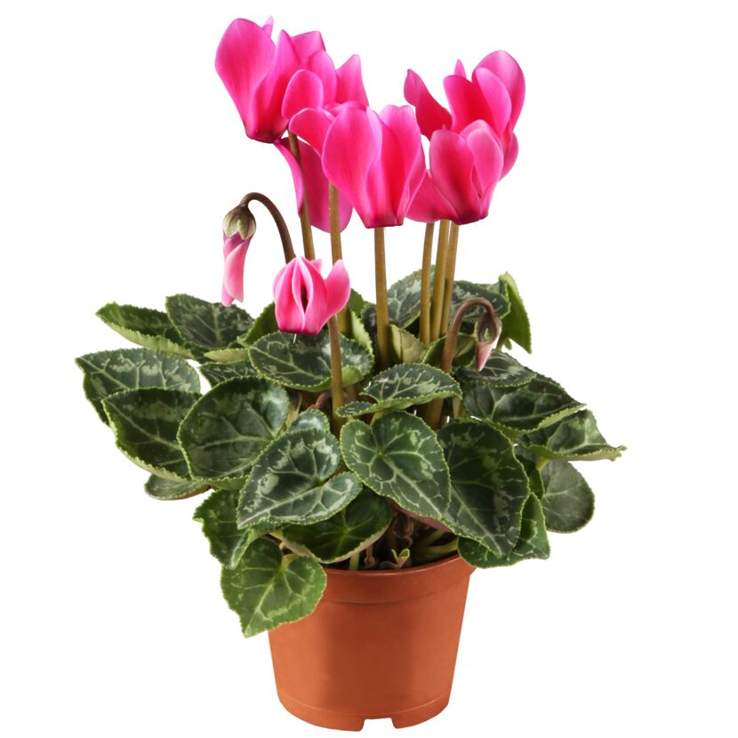 Rosa Alpenveilchen im Topf