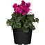 Alpenveilchen violett 13 cm Topf